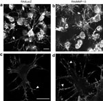 Figure 4 - Unfortunately we are unable to provide accessible alternative text for this. If you require assistance to access this image, please contact help@nature.com or the author